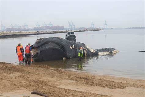 the whale brrip|Another endangered right whale dies after a collision with a ship off th.